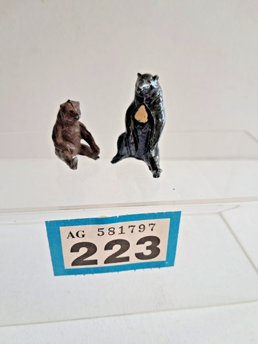 British himalayan bear sitting - british,